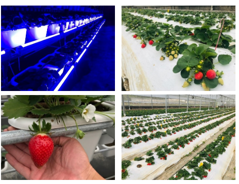 亿光研发草莓专用转色灯，香水草莓颜色转红比率增加30%!